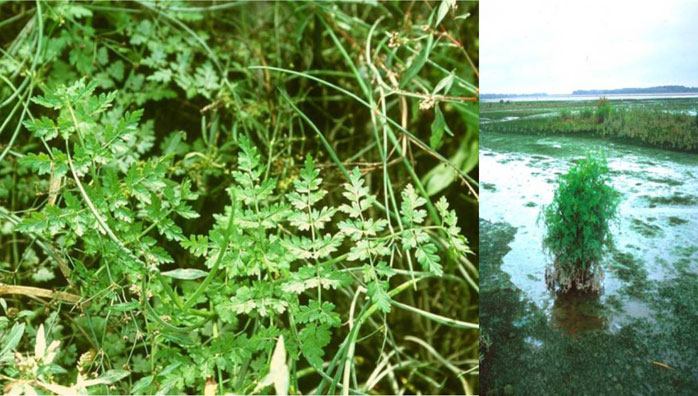 Figure 2: Oenanthe conioides at the new-build mudflat