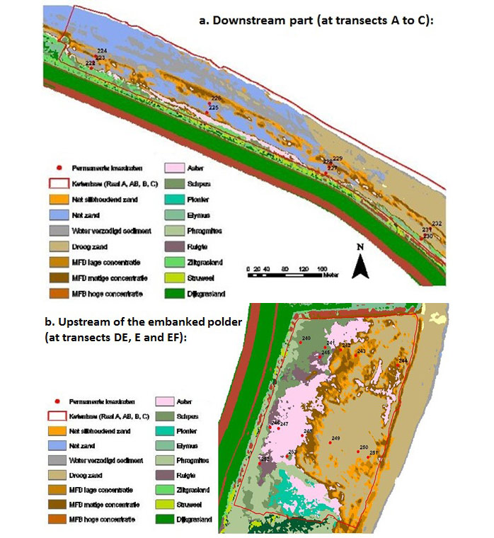 Figure 16. Vegetation map of the (a) downstream and (b) upstream part of Ketenisse, for 2007 (MFB: microphytobenthos) (Speybroeck et al. 2011).