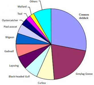 Figure 18. Relative abundance of species during the monitoring period (November 2002 – December 2006), based on number of bird days (Van den Neucker et al. 2007). 