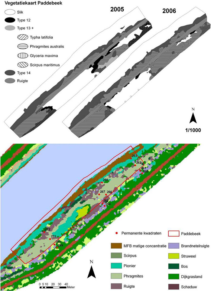 Figure 7. Vegetation map of Paddebeek from 2005 and 2006 (Van den Neucker et al. 2007) (Up) and 2007 (Speybroeck et al. 2011) (Down, MPB: microphytobenthos)