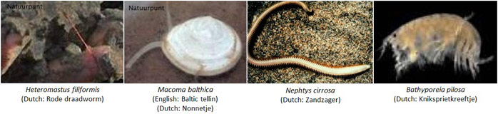 Figure 9. Poor macrobenthos community in the subtidal area around the sandbar (van der Wal 2010)