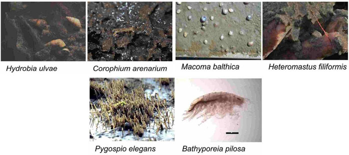 Figure 8. Dominant intertidal macrobenthos species on the Walsoorden sandbank (Forster et al. 2006)