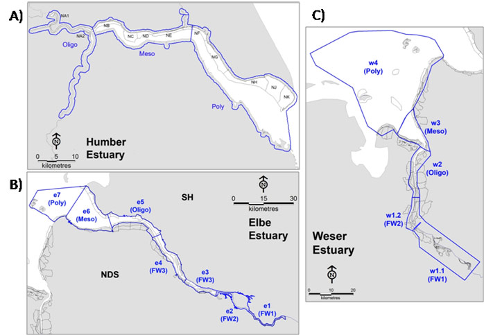 Figure 1.  Counting units/sectors in the Humber (A), Elbe (B) and Weser (C) estuaries (in grey).  Estuarine zones, as per TIDE zonation and salinity zonation (as derived from the Zonation of the TIDE estuaries ) are indicated in blue (sector names are also indicated for the Humber Estuary, freshwater zones in this estuary are not shown as no bird data were available in them).